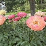 Lewis Ginter Botanical Garden