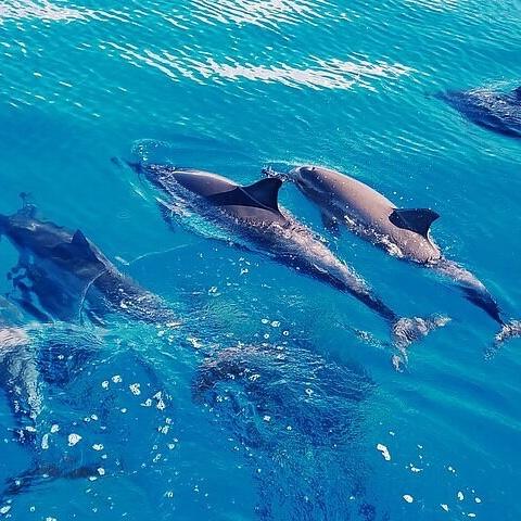 Swimming with dolphins!