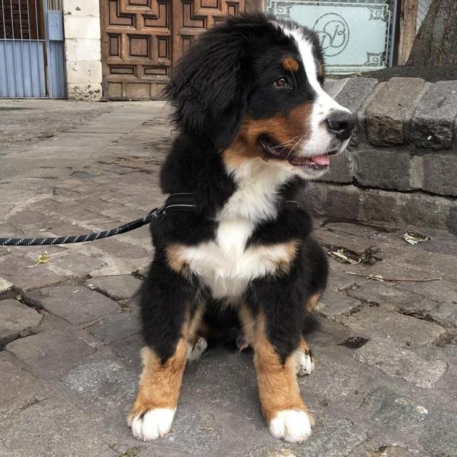 Our New Puppy