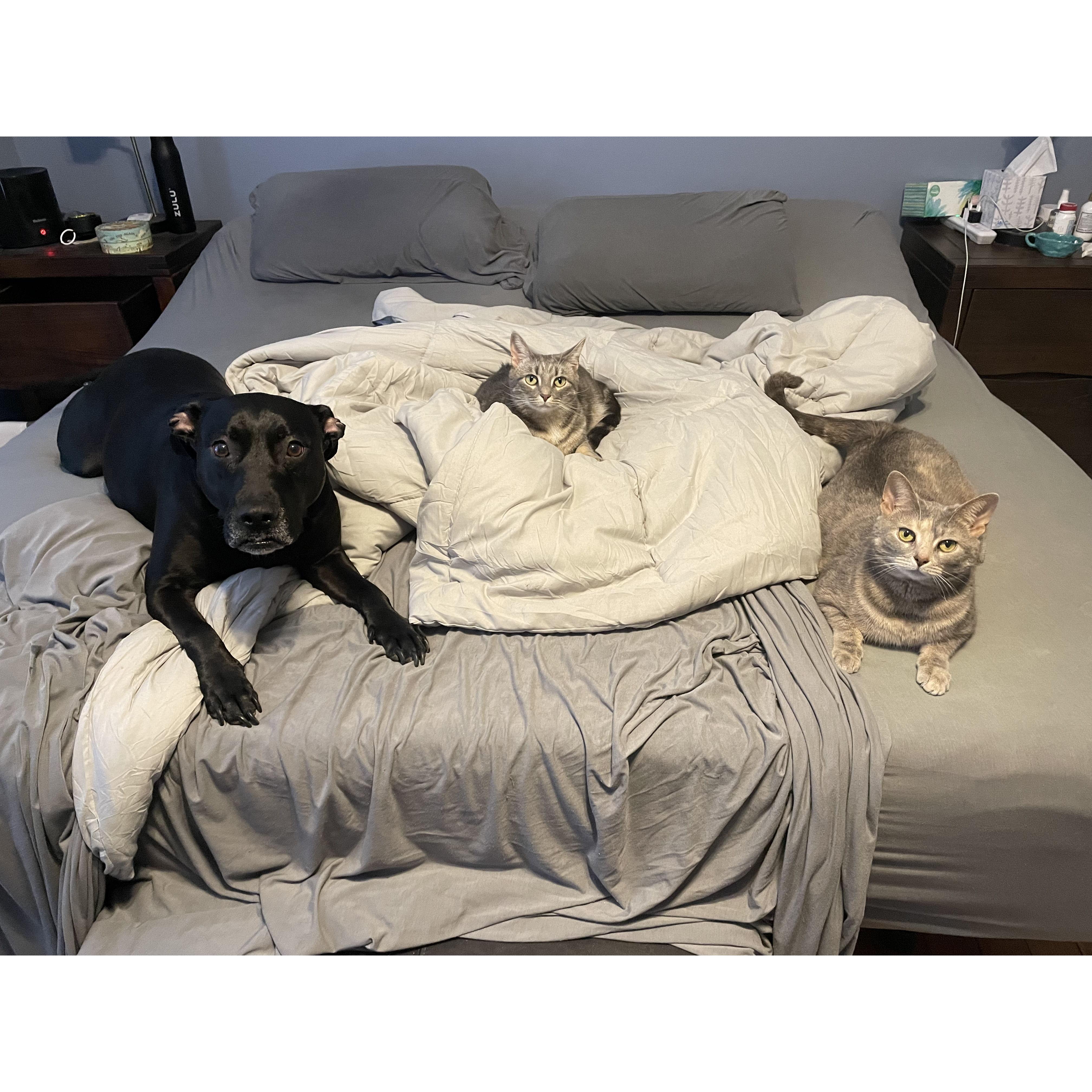 Ellie, Persey, and River