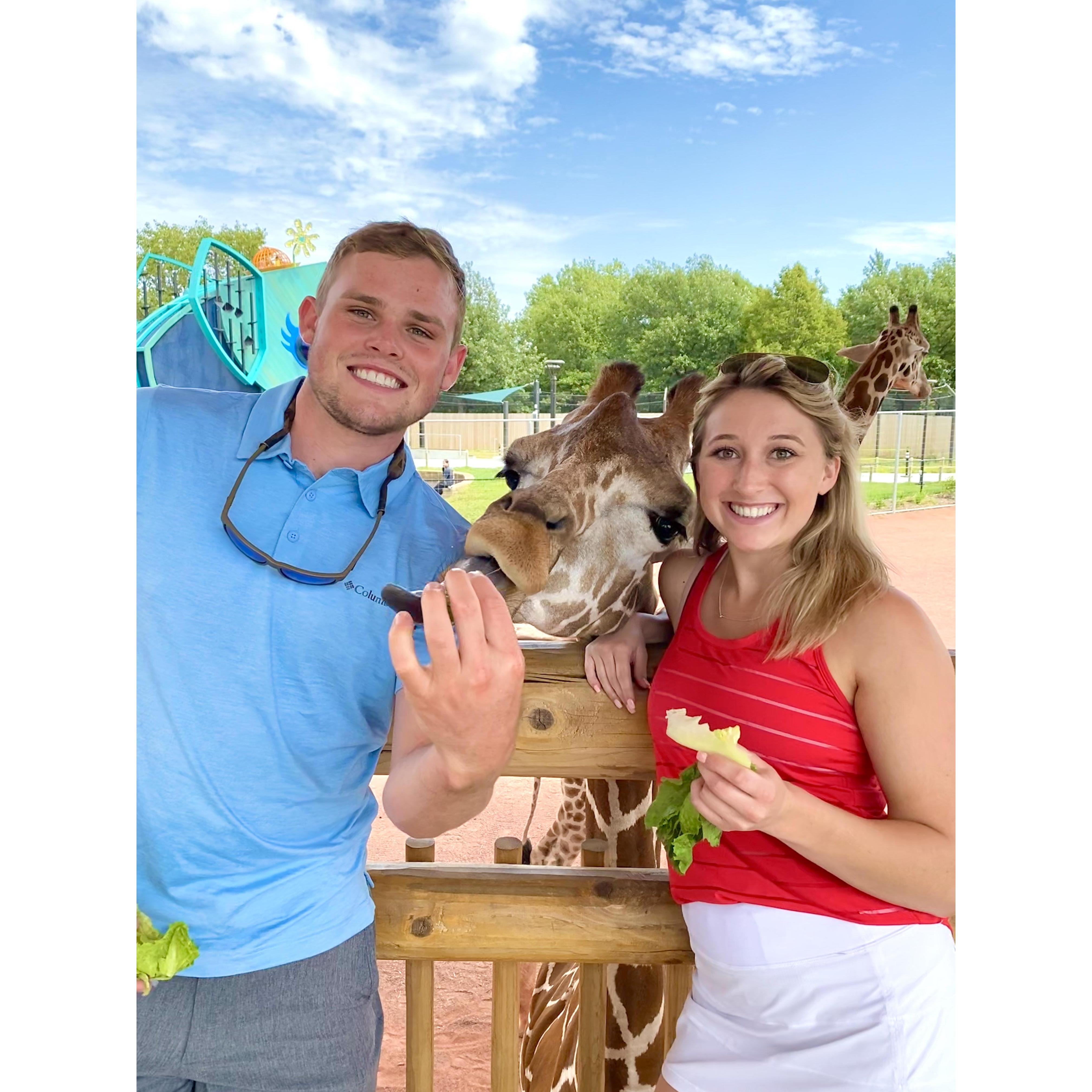 Feeding the giraffes