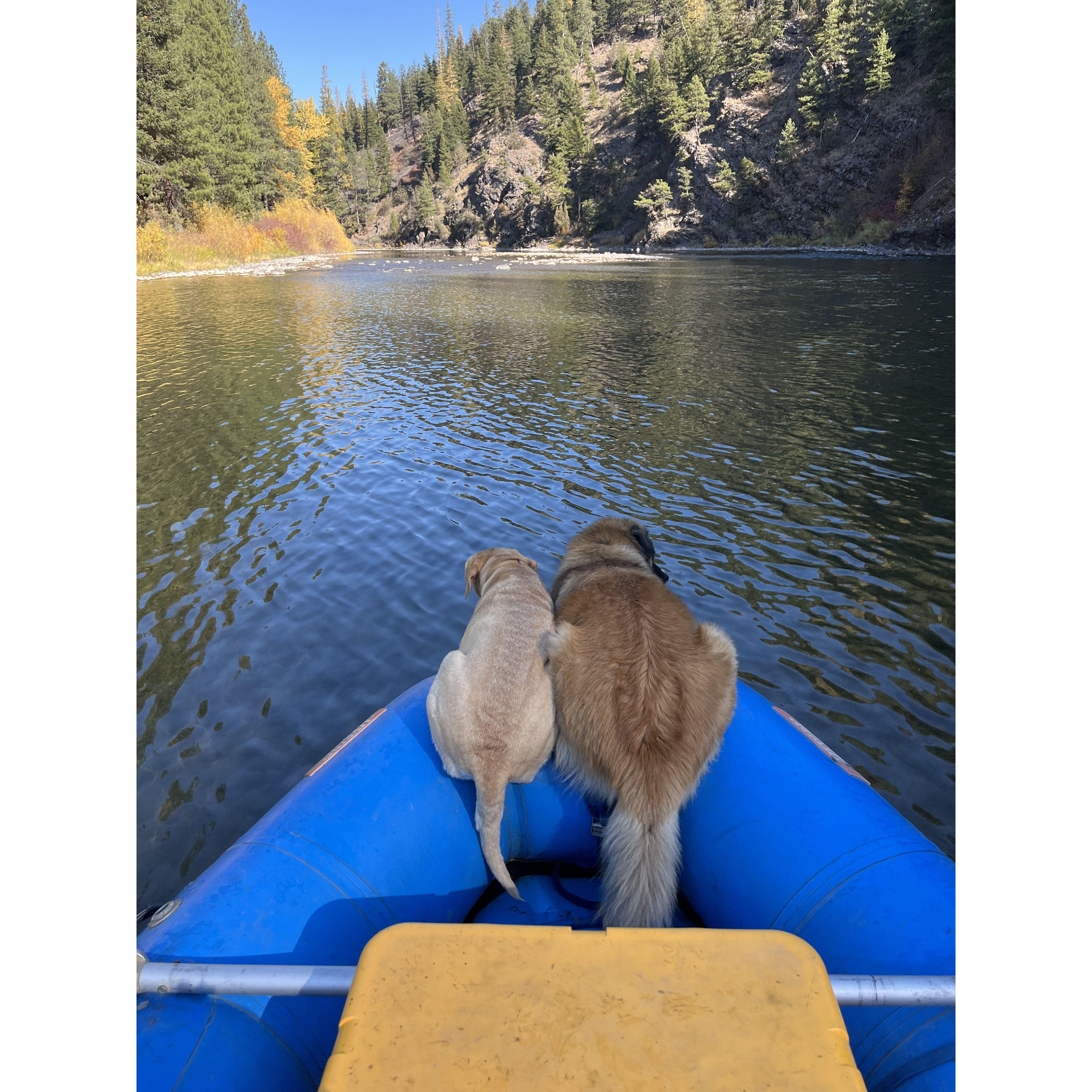 The other 2 members of our family, Tipper and Moose guiding us down the river