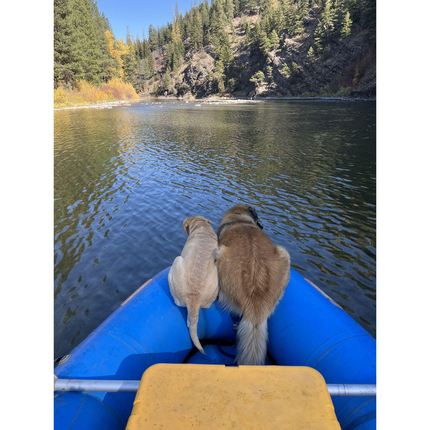 The other 2 members of our family, Tipper and Moose guiding us down the river