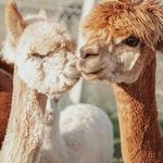 The Alpaca Hacienda
