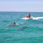 JetSki Dolphin Tour