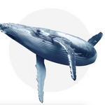 Whale Watching