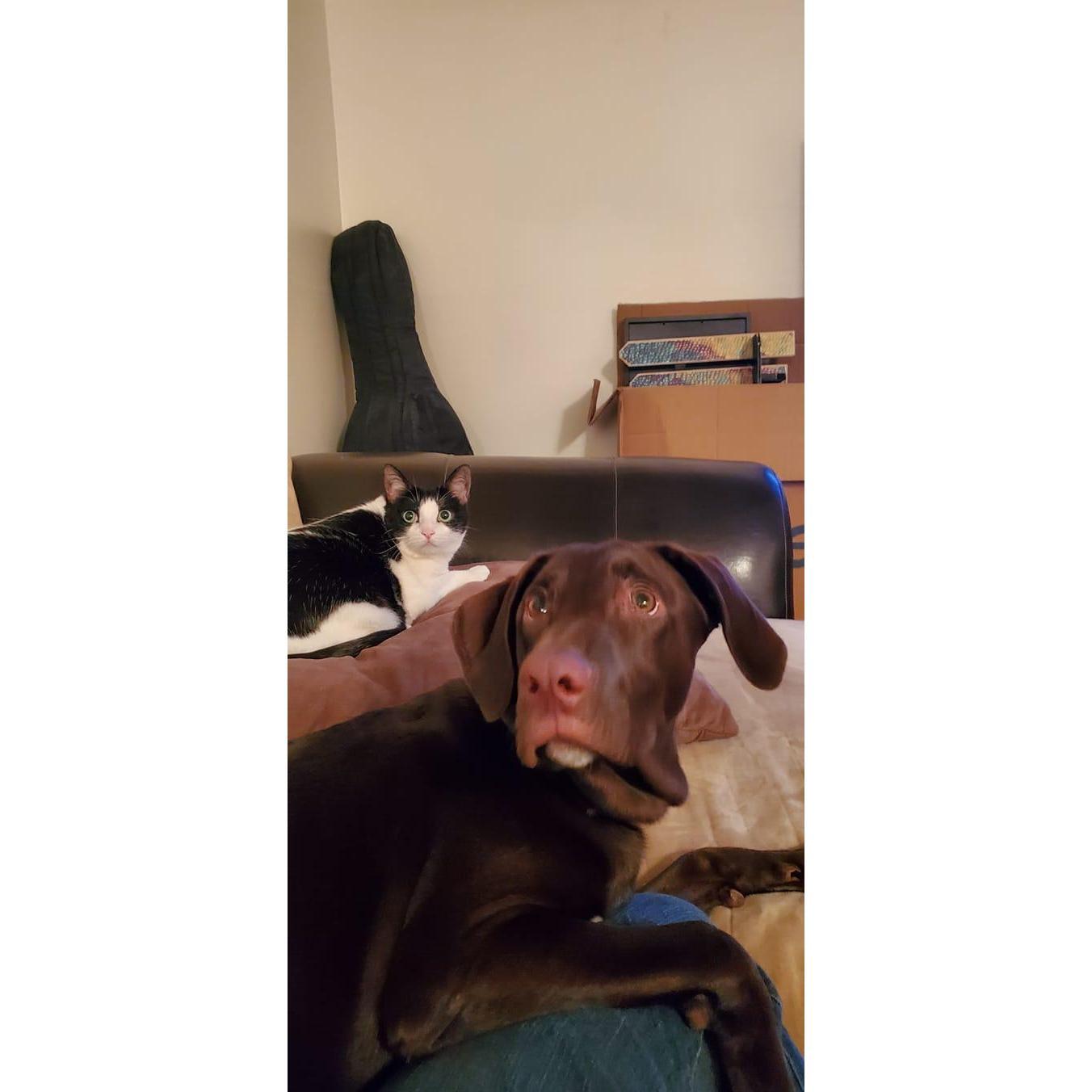 Our pets in our 1st apartment