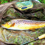 Orvis