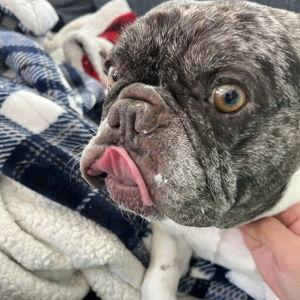 Wizzy Fund