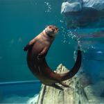Saint Louis Aquarium at Union Station