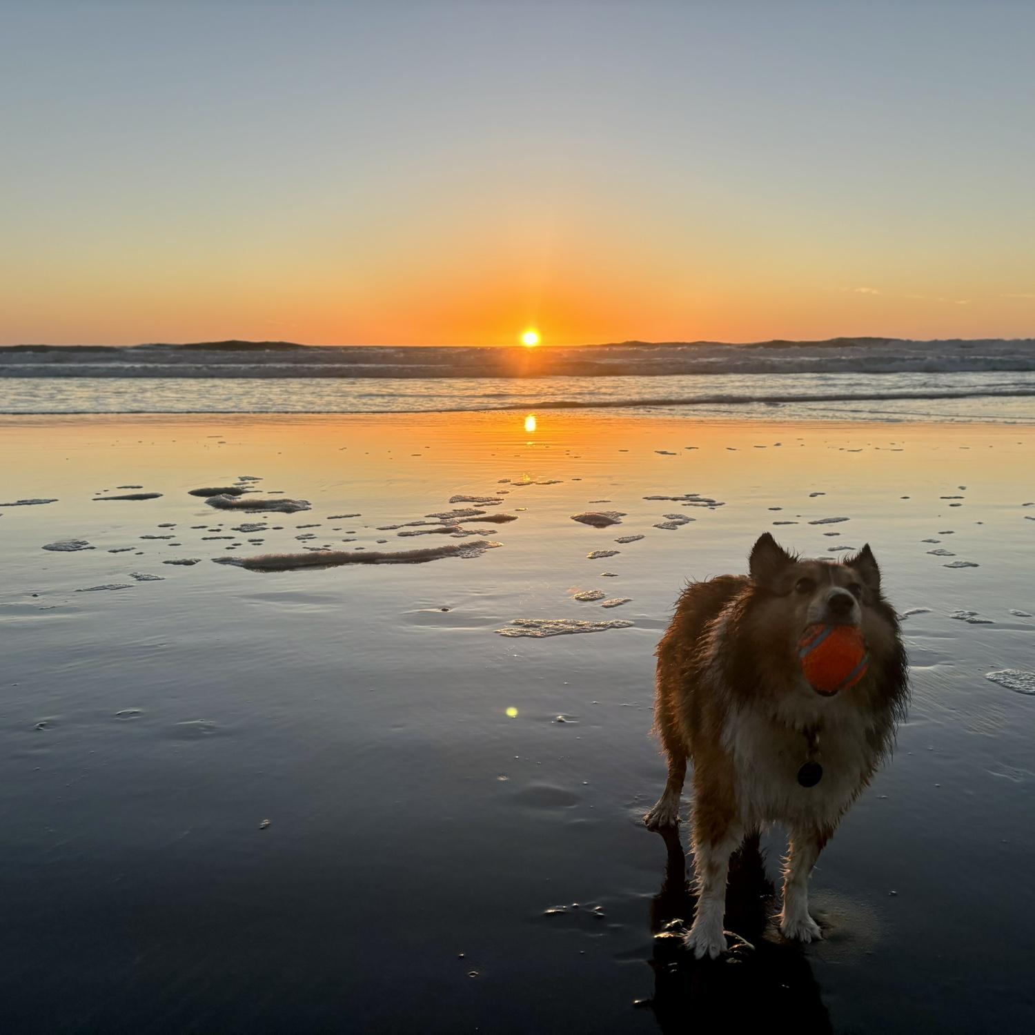 SF is amazing but can be overwhelming. Moving to a bigger place near the beach in a quieter neighborhood has been a game changer—especially for Aloo, who now chases waves and seagulls daily.