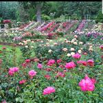 International Rose Test Garden