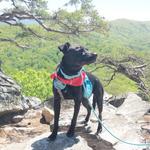 Hanging Rock State Park