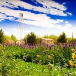 Schnepf Farms