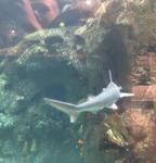Shark Reef Aquarium at Mandalay Bay