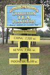 Charleston Tea Plantation