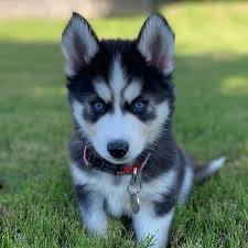 Towards a fur baby!
