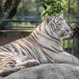 Big Cat Habitat
