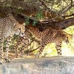 The Living Desert Zoo and Gardens