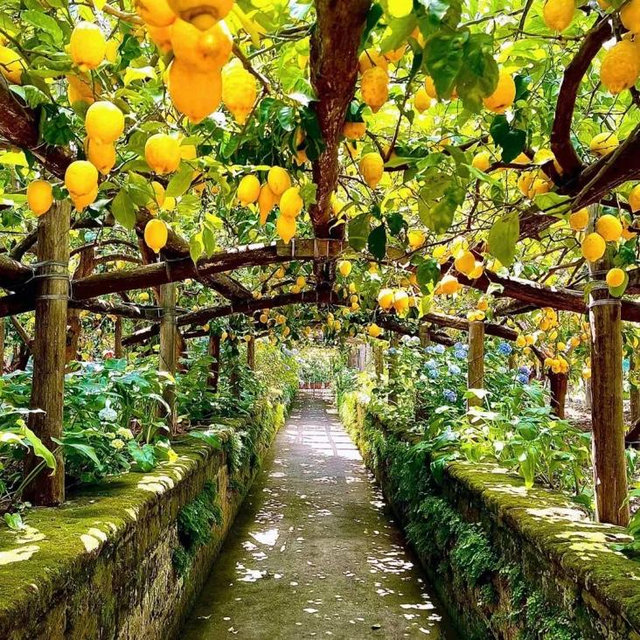 Sorrento Lemon Grove Tour