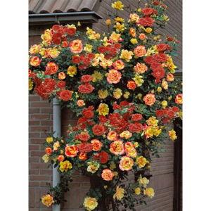 Joseph's Coat Climbing Rose