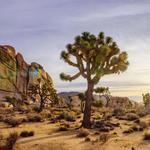 Joshua Tree National Park
