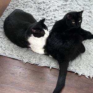 For our kitties
