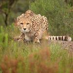 Tenikwa Wildlife Rehabilitation & Awareness Centre