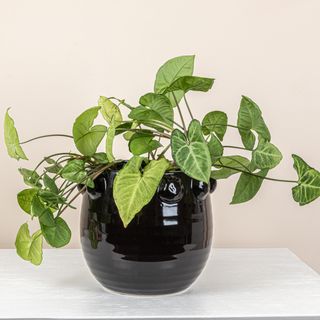 Terra-cotta Planter with Raised Dots