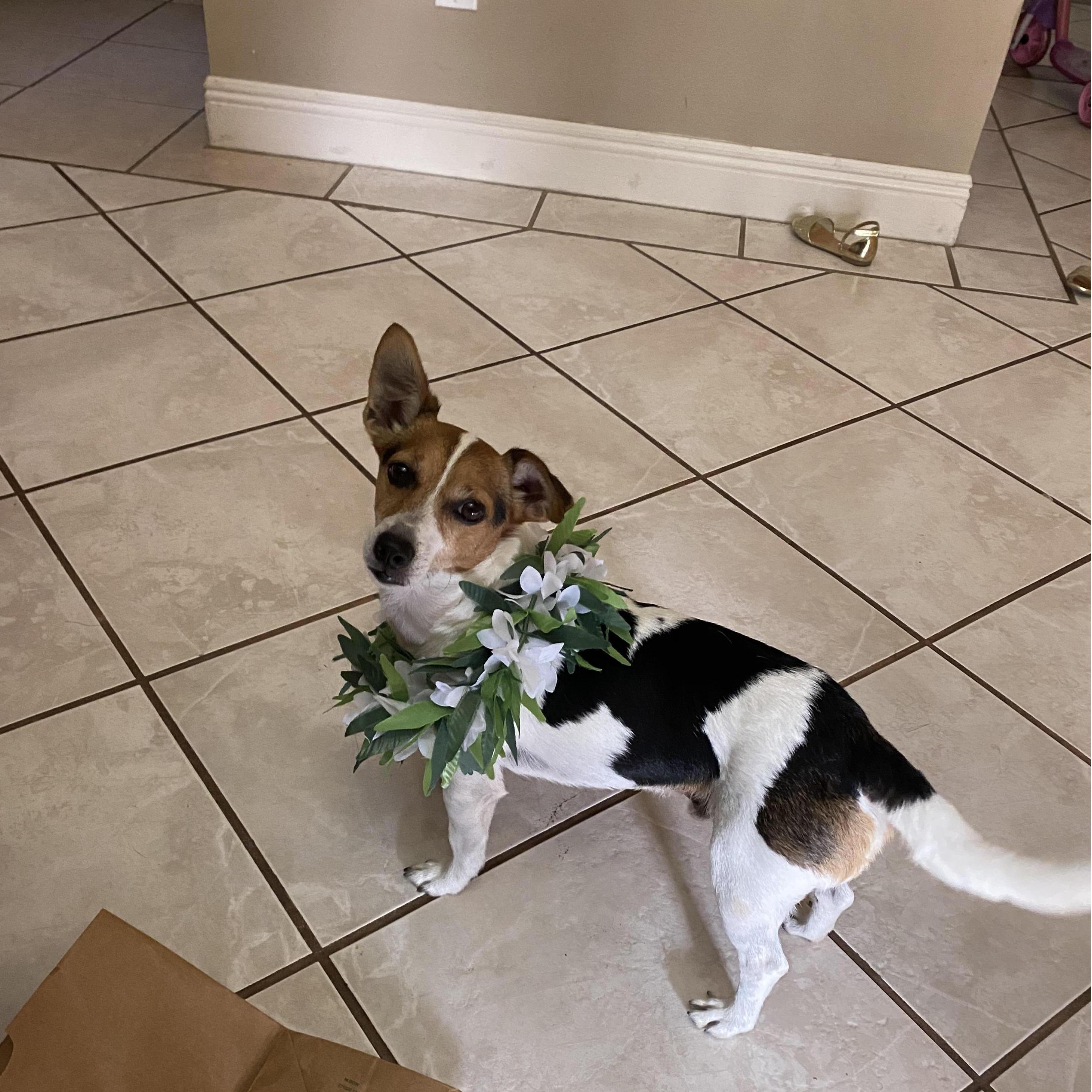 Our festive puppy Eli