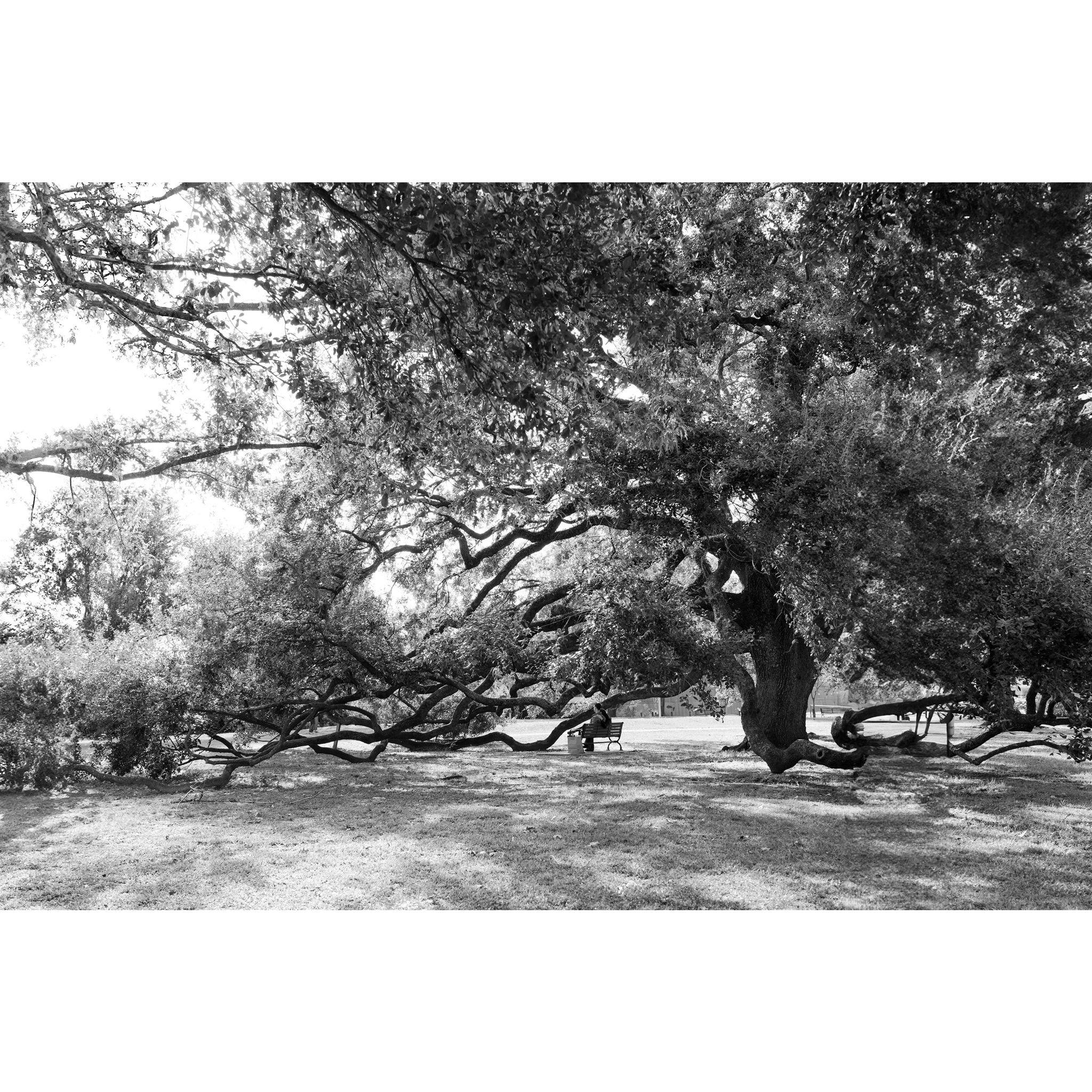 Sitting under the oak tree where we had our second date
