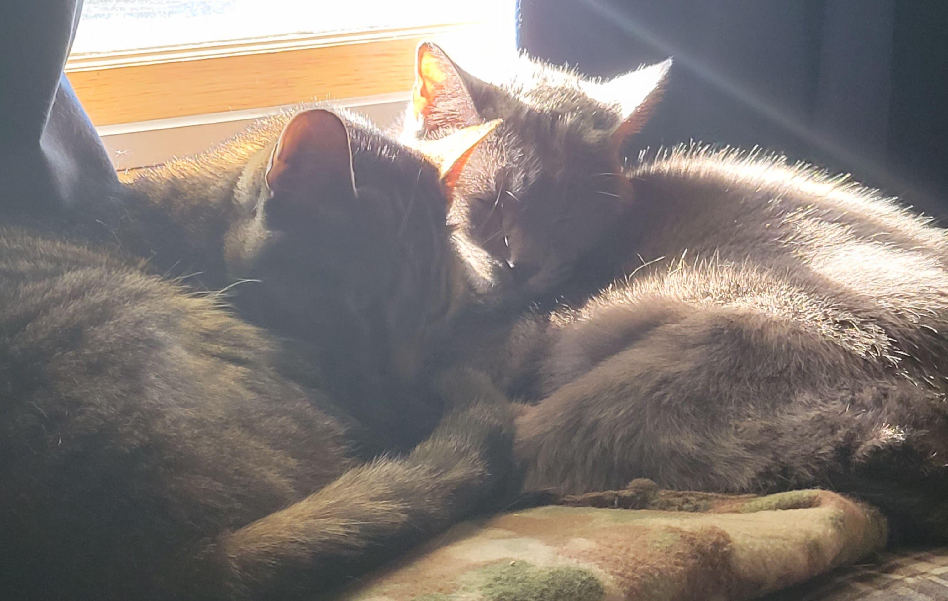 The Wedding Website of Anne McShane and Celine Bornbach