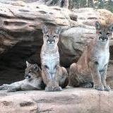 Cheyenne Mountain Zoo