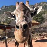Cheyenne Mountain Zoo