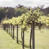 Silver Coast Winery