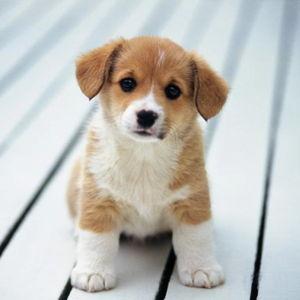 Puppy Lonstron