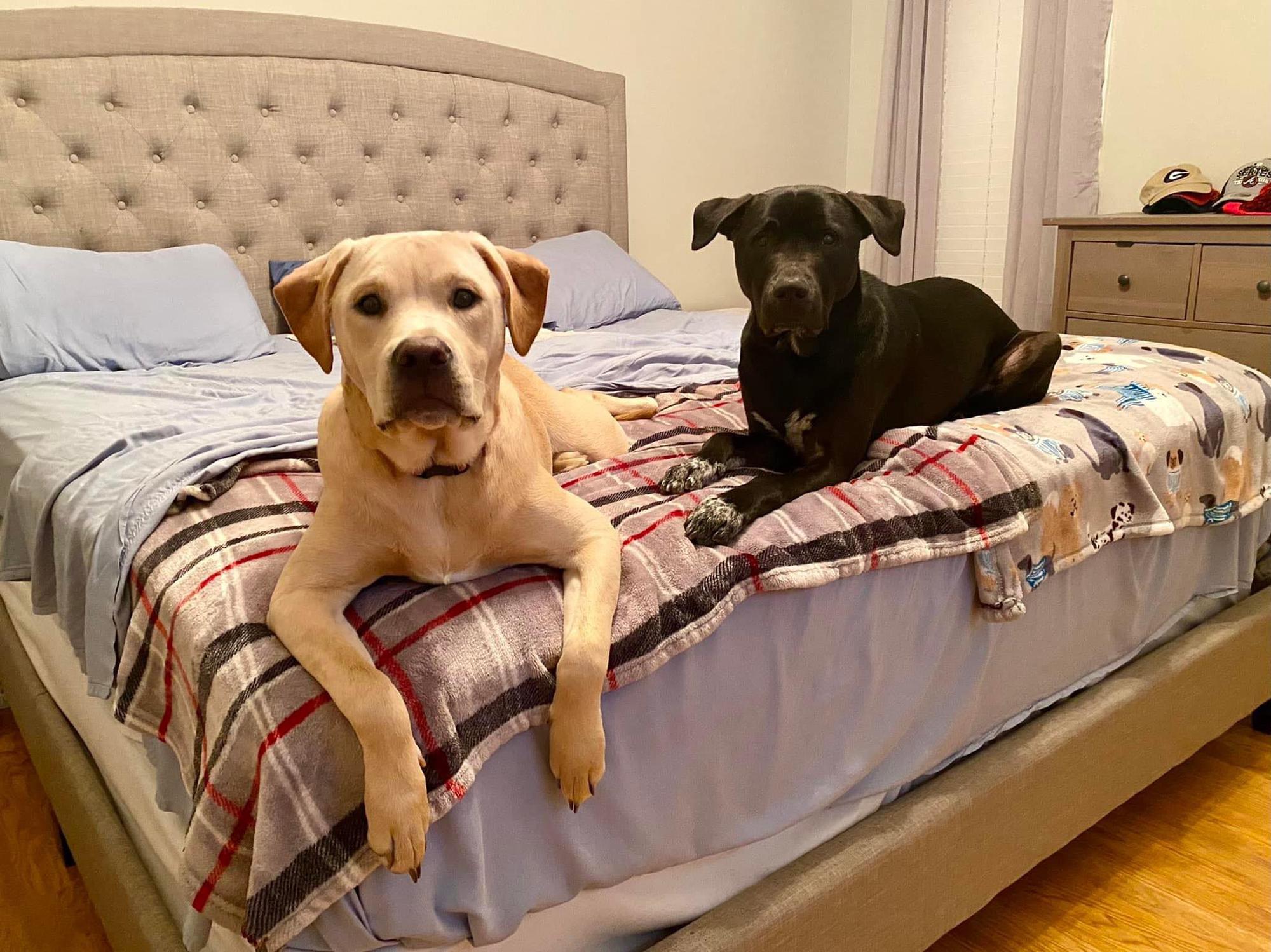 Minnie & Oak: the most important part of our lives!