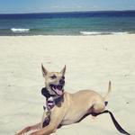 Lamberts Cove Beach