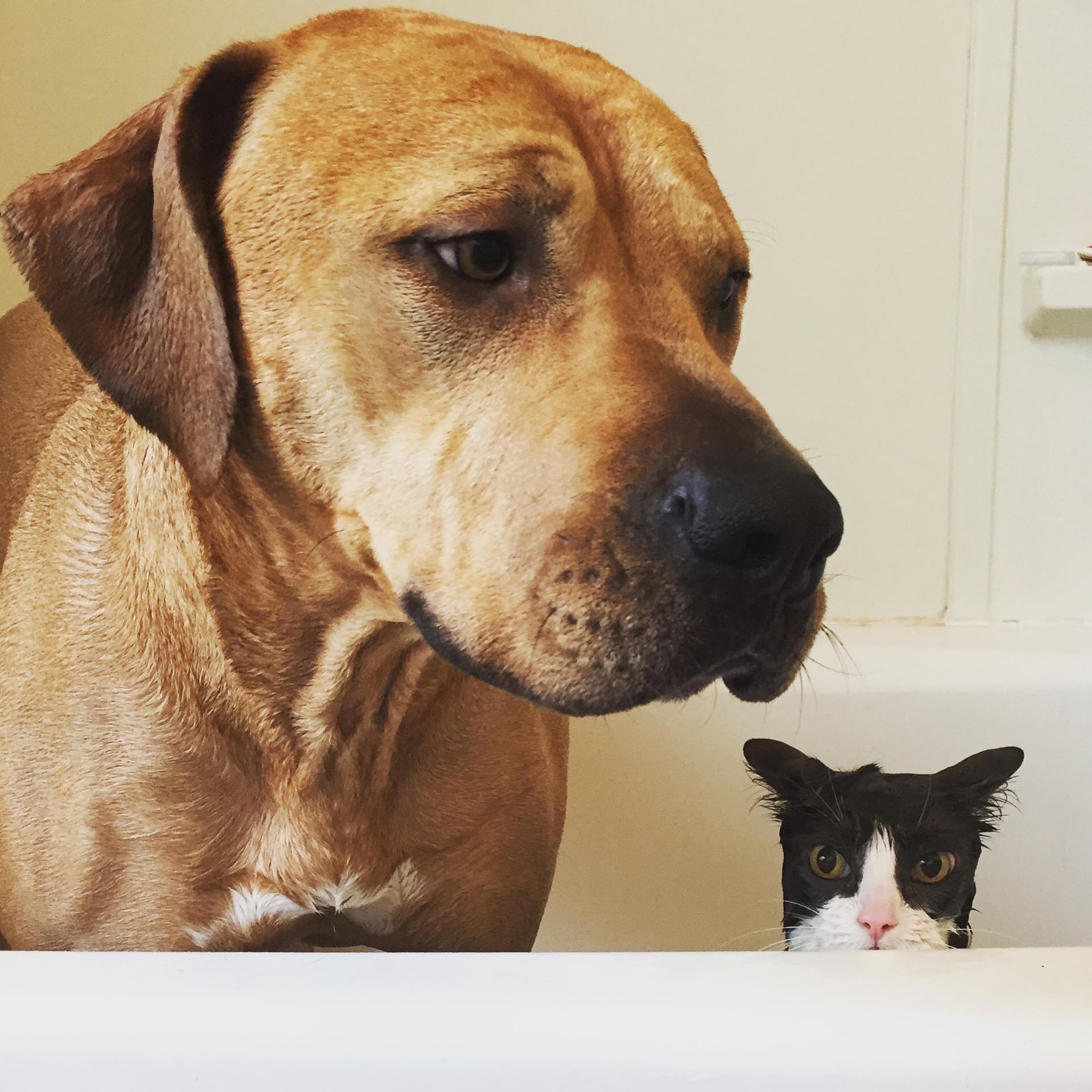 Bathtime for our furbabies!!
One of our all time favorite pictures