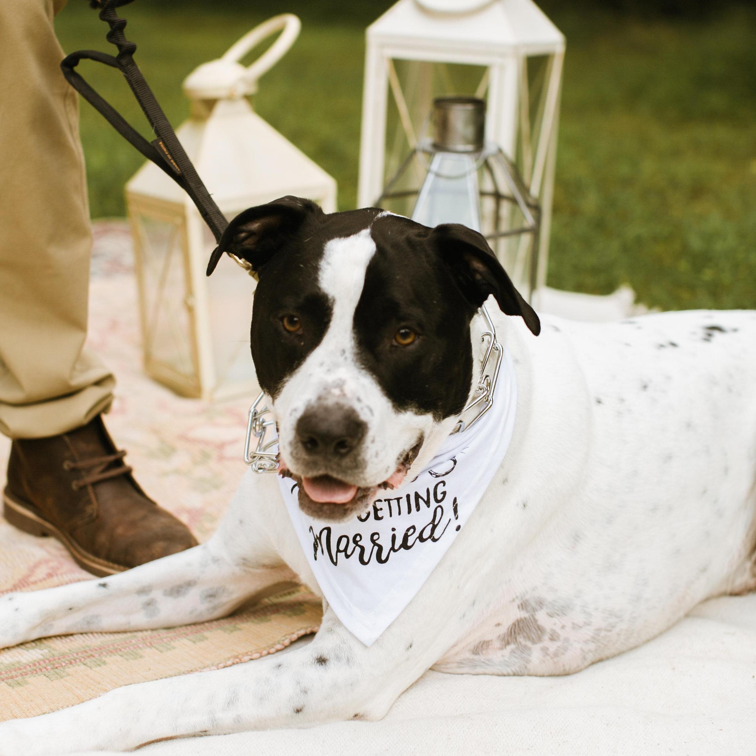 Dozer <3