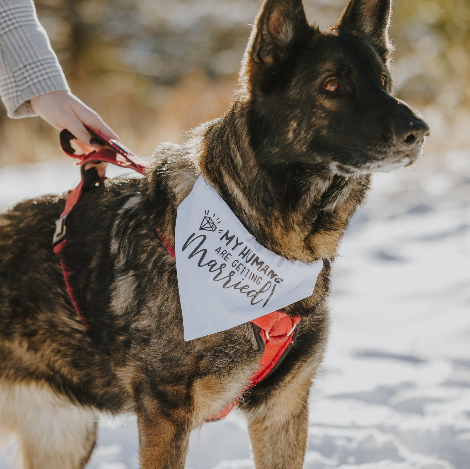 Our most favorite boy can't wait for mom and dad to get married!
