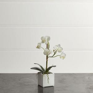 Potted Orchid Plant