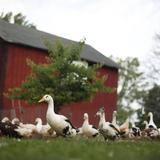 Spotted Duck