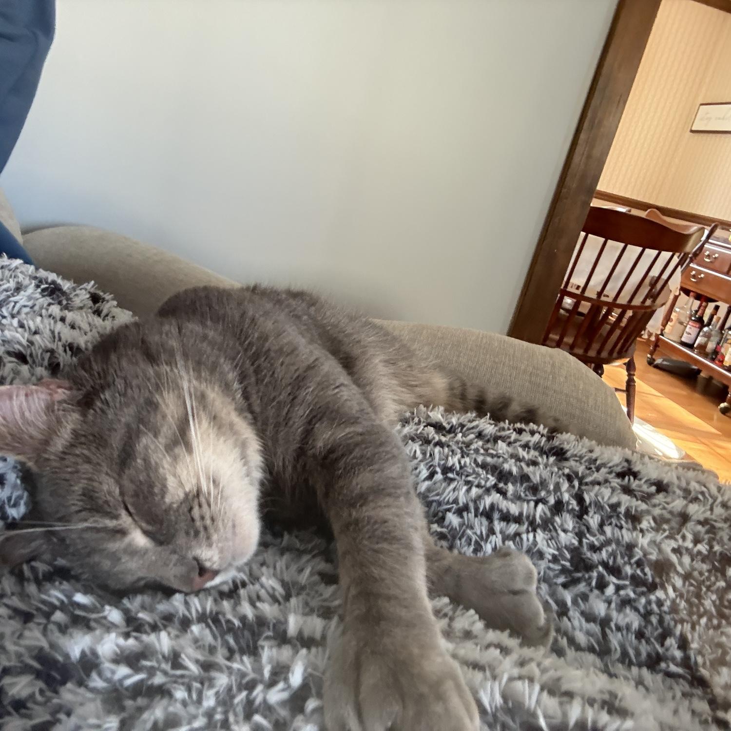 Hope and Steve’s cat, Seamus