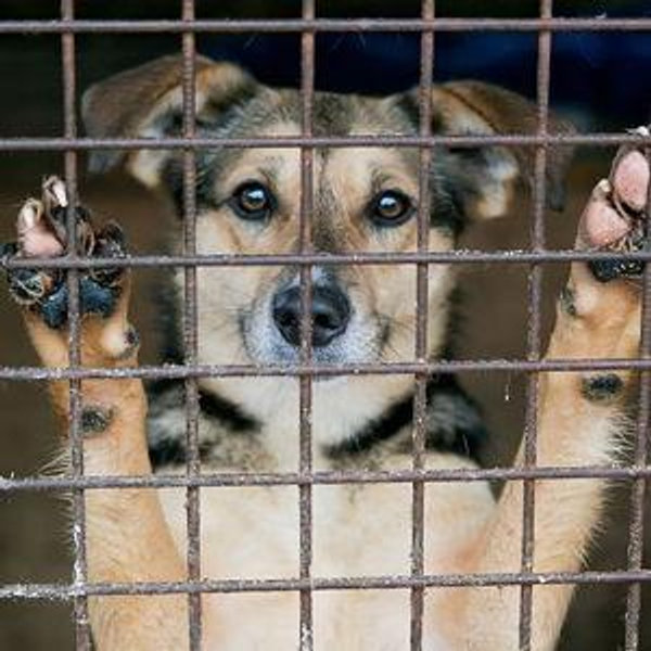 Animal Rescue & Shelter Donations
