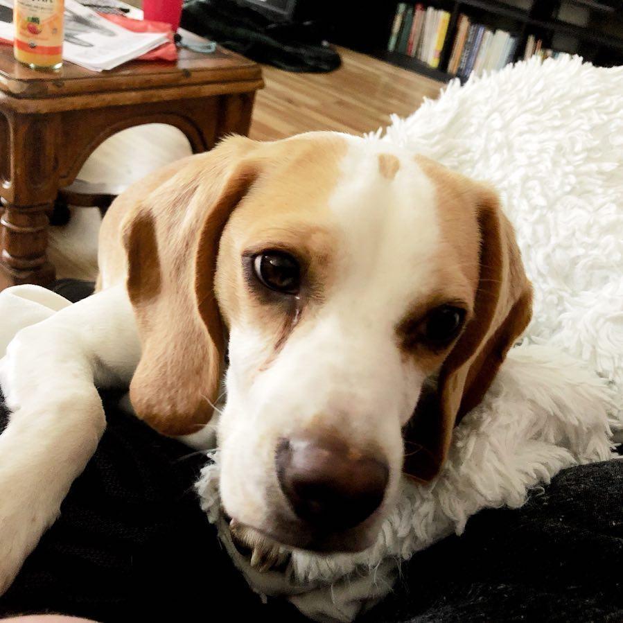 Bacon requesting snuggles