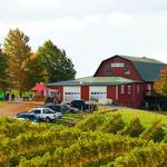 Carter Mountain Orchard