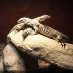 Texas Reptile Zoo