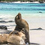 Galapagos Islands