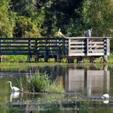 Brazos Bend State Park